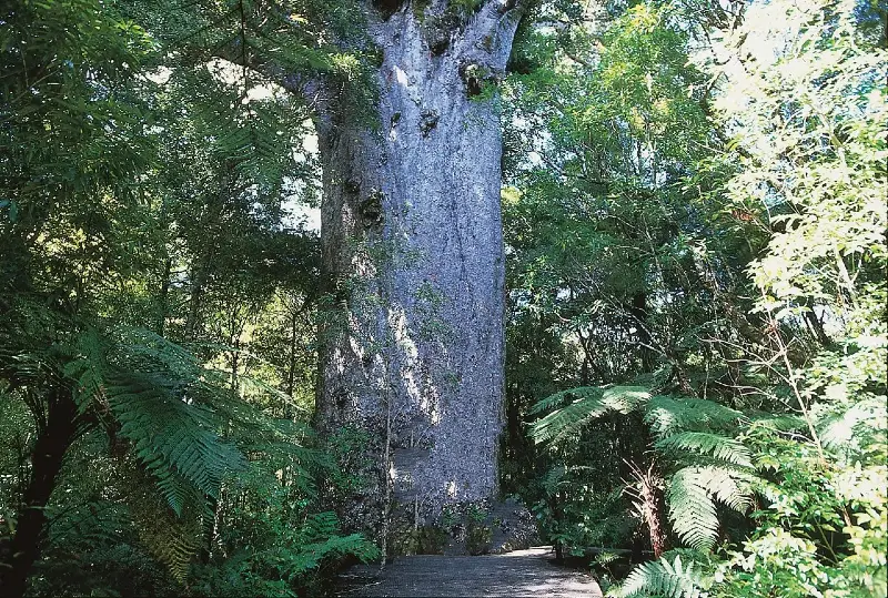 Kauri Museum Matariki & Eco Preservation